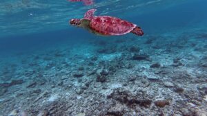 浅いリーフの上を泳ぐウミガメ